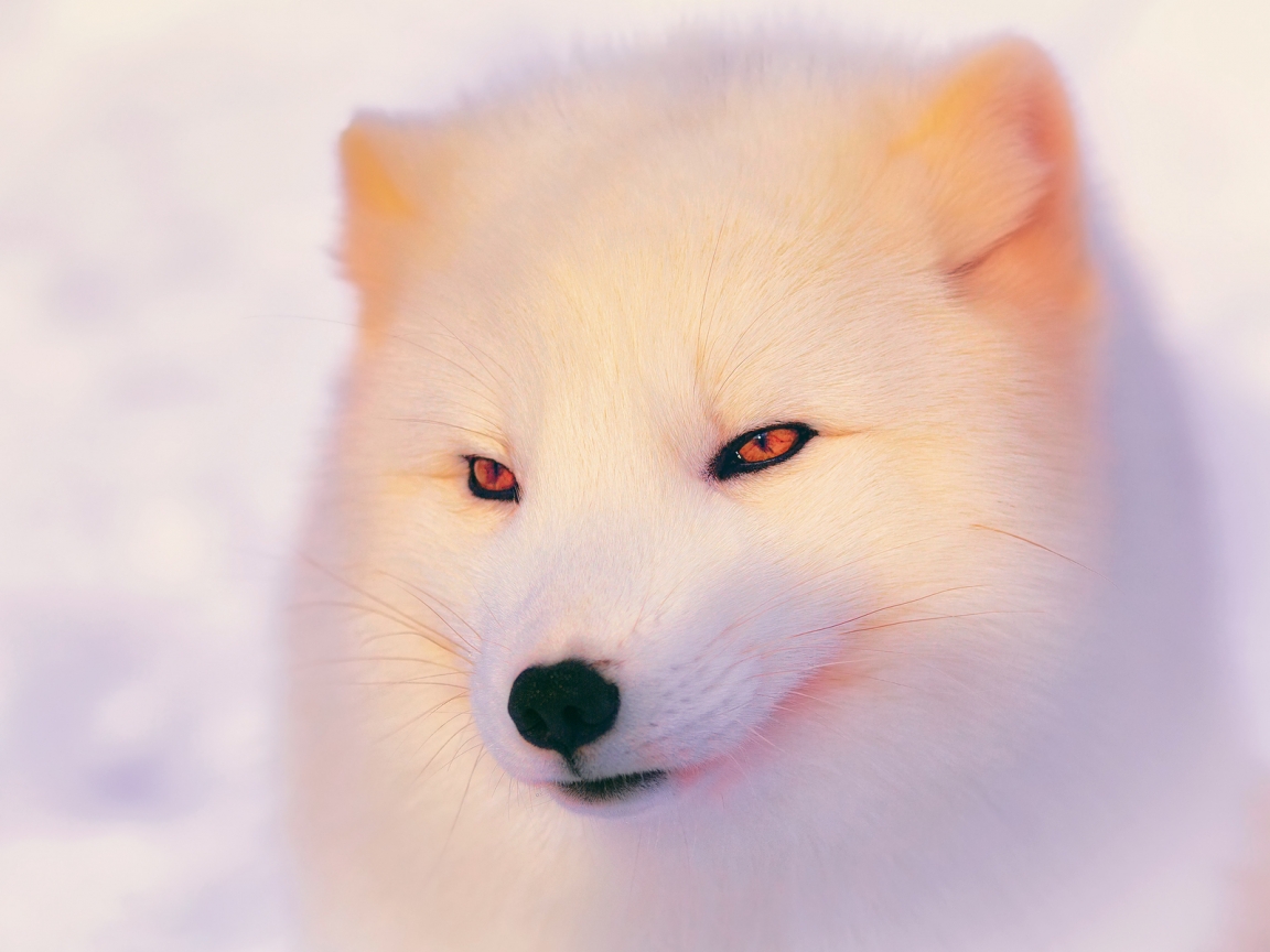Arctic Fox  for 1152 x 864 resolution