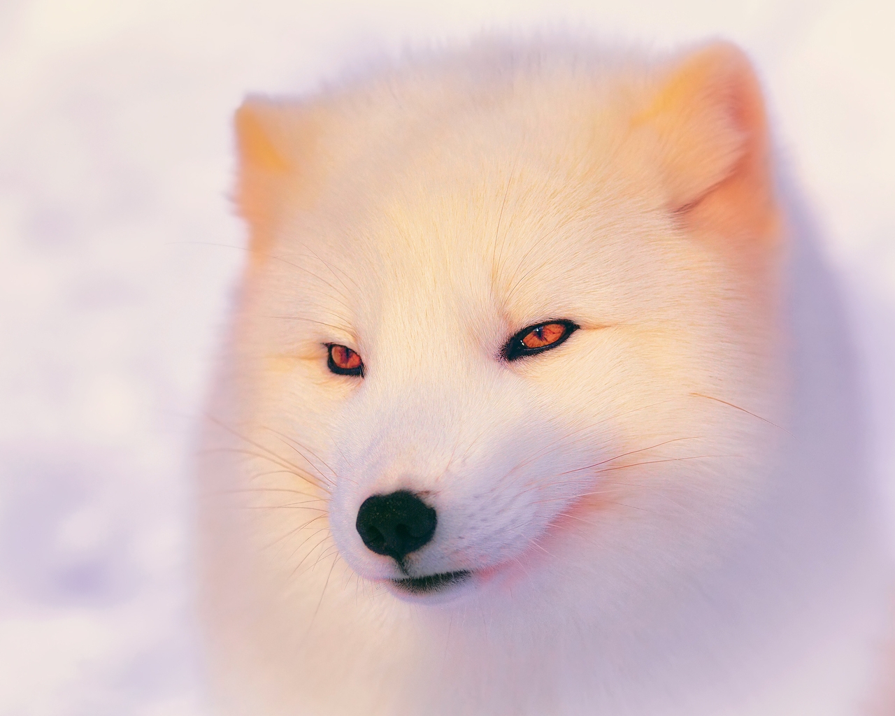 Arctic Fox  for 1280 x 1024 resolution