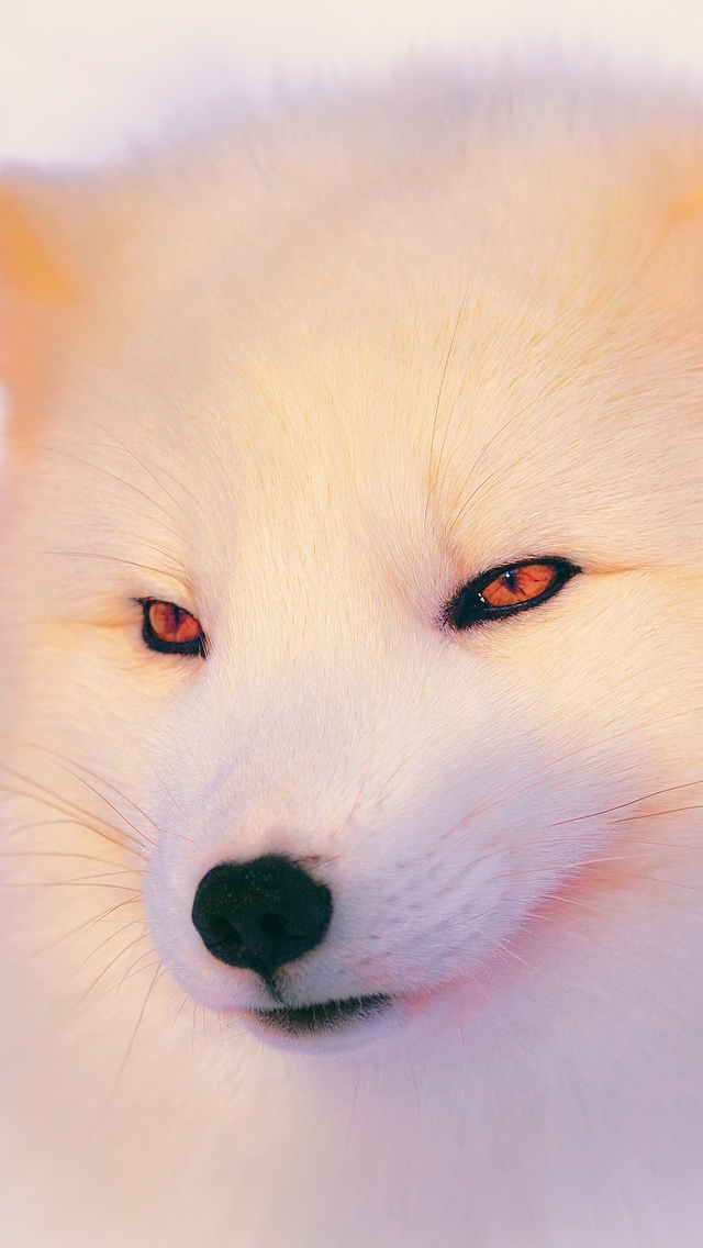 Arctic Fox  for 640 x 1136 iPhone 5 resolution