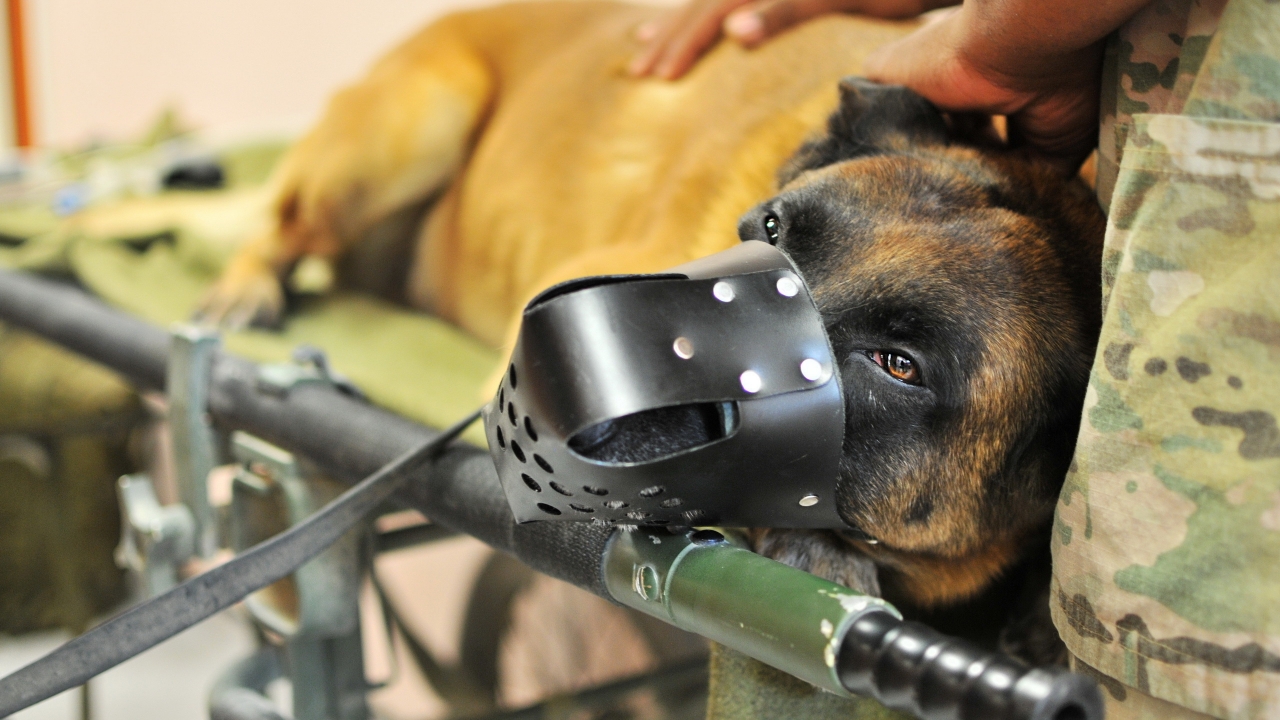 Army Dog  for 1280 x 720 HDTV 720p resolution