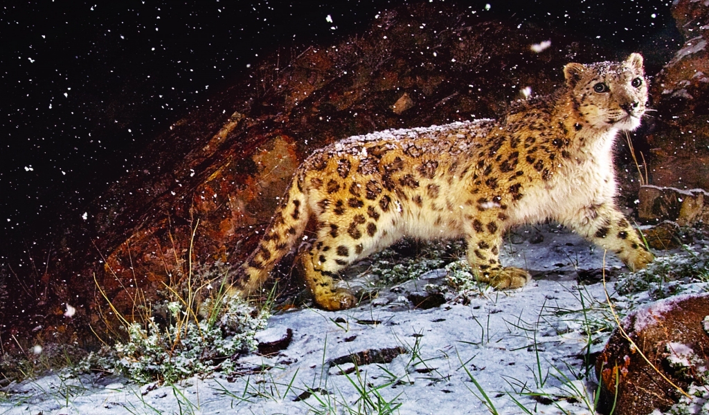 Astonished Snow Leopard for 1024 x 600 widescreen resolution