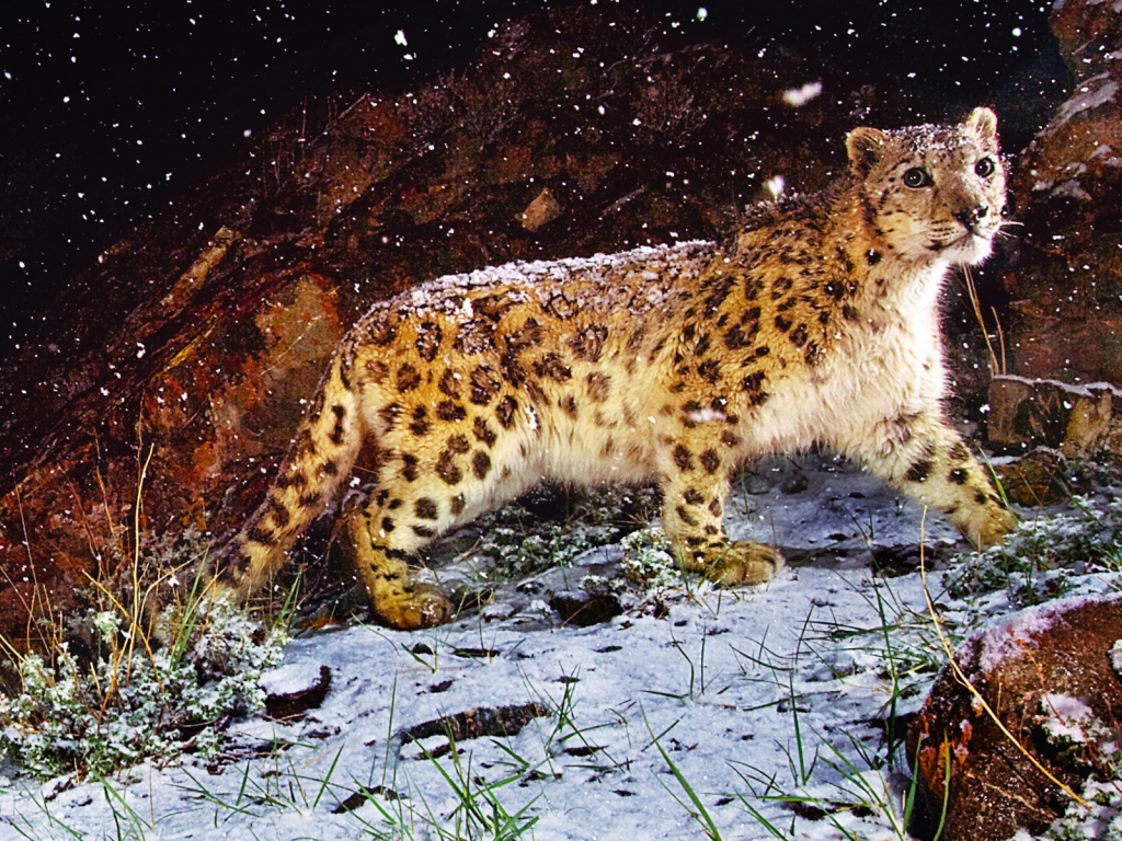 Astonished Snow Leopard for 1024 x 768 resolution