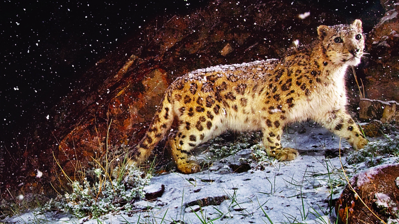 Astonished Snow Leopard for 1366 x 768 HDTV resolution
