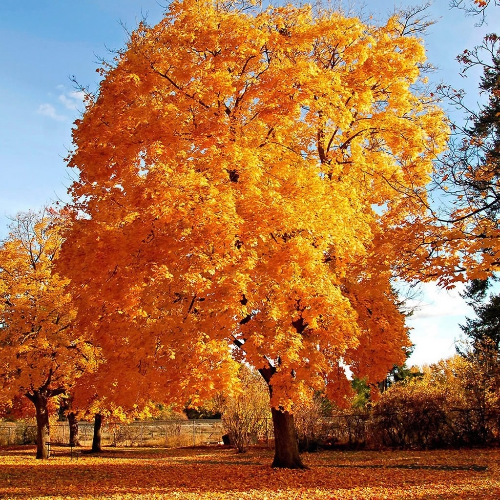 Autumn big Trees for 1024 x 1024 iPad resolution