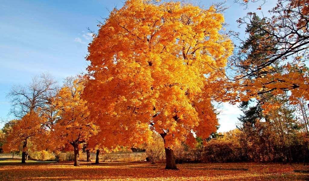 Autumn big Trees for 1024 x 600 widescreen resolution