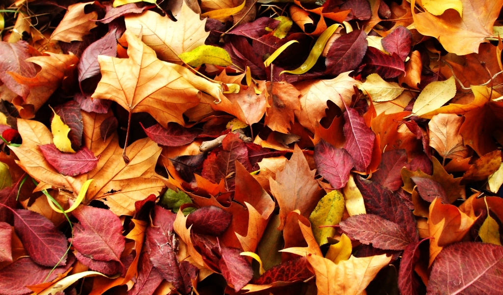 Autumn Carpet for 1024 x 600 widescreen resolution