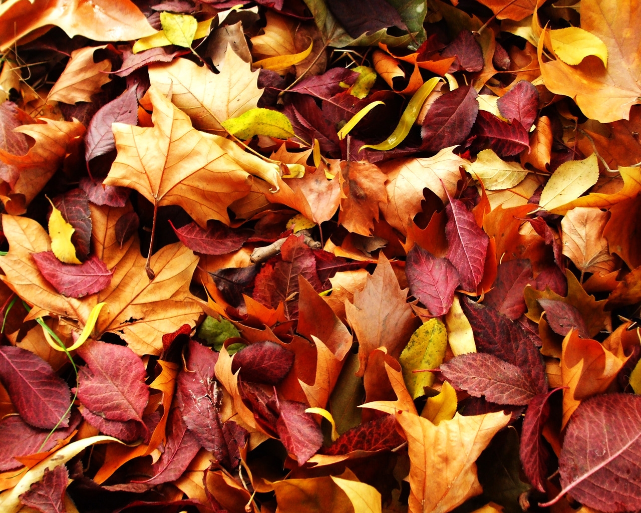 Autumn Carpet for 1280 x 1024 resolution