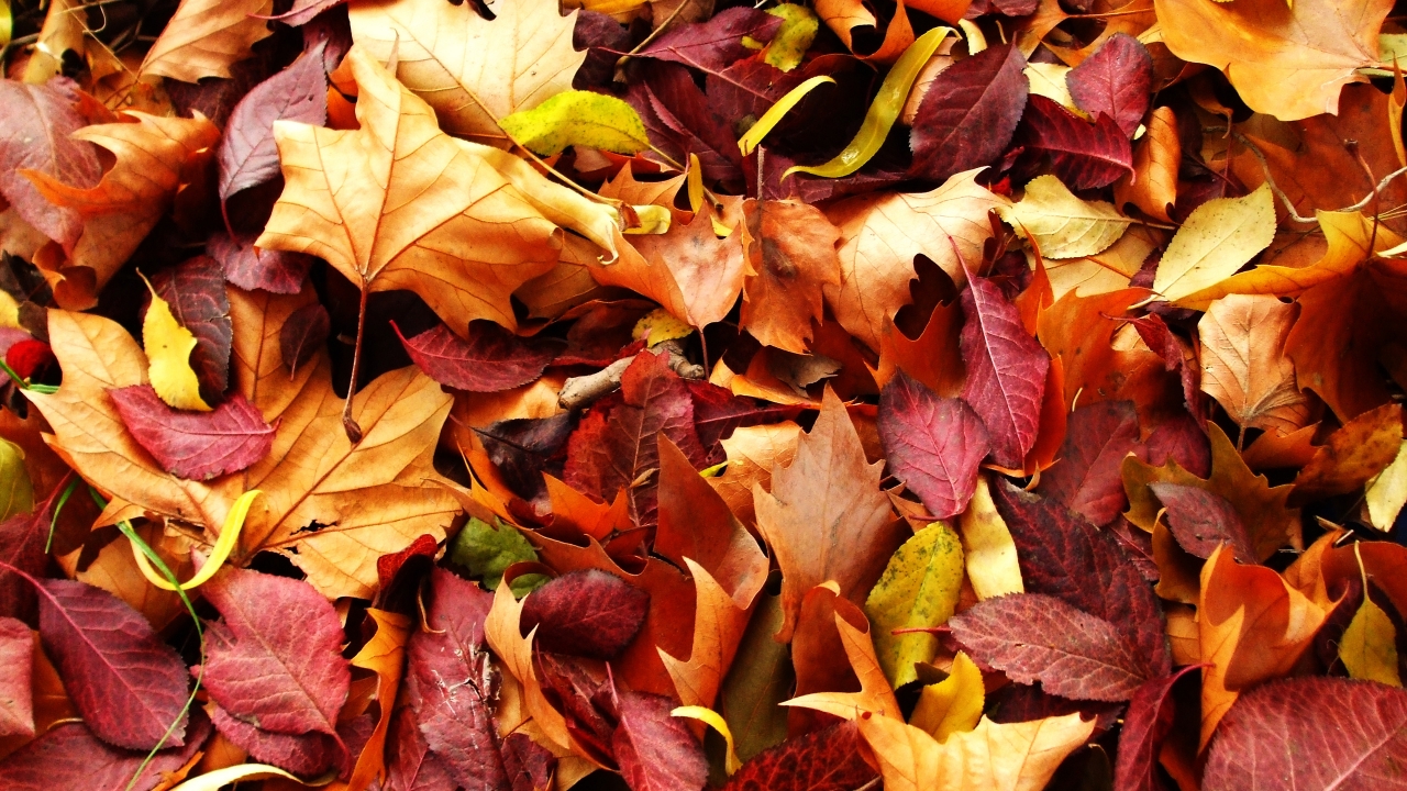 Autumn Carpet for 1280 x 720 HDTV 720p resolution