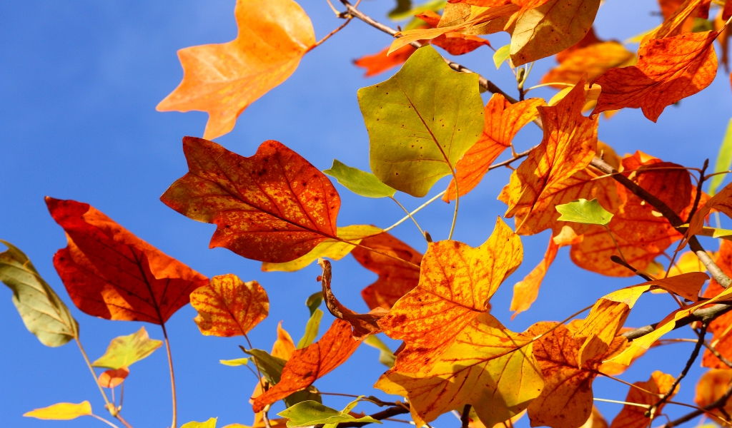 Autumn Colorful Leaves for 1024 x 600 widescreen resolution