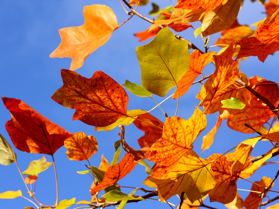 Autumn Colorful Leaves for 1152 x 864 resolution