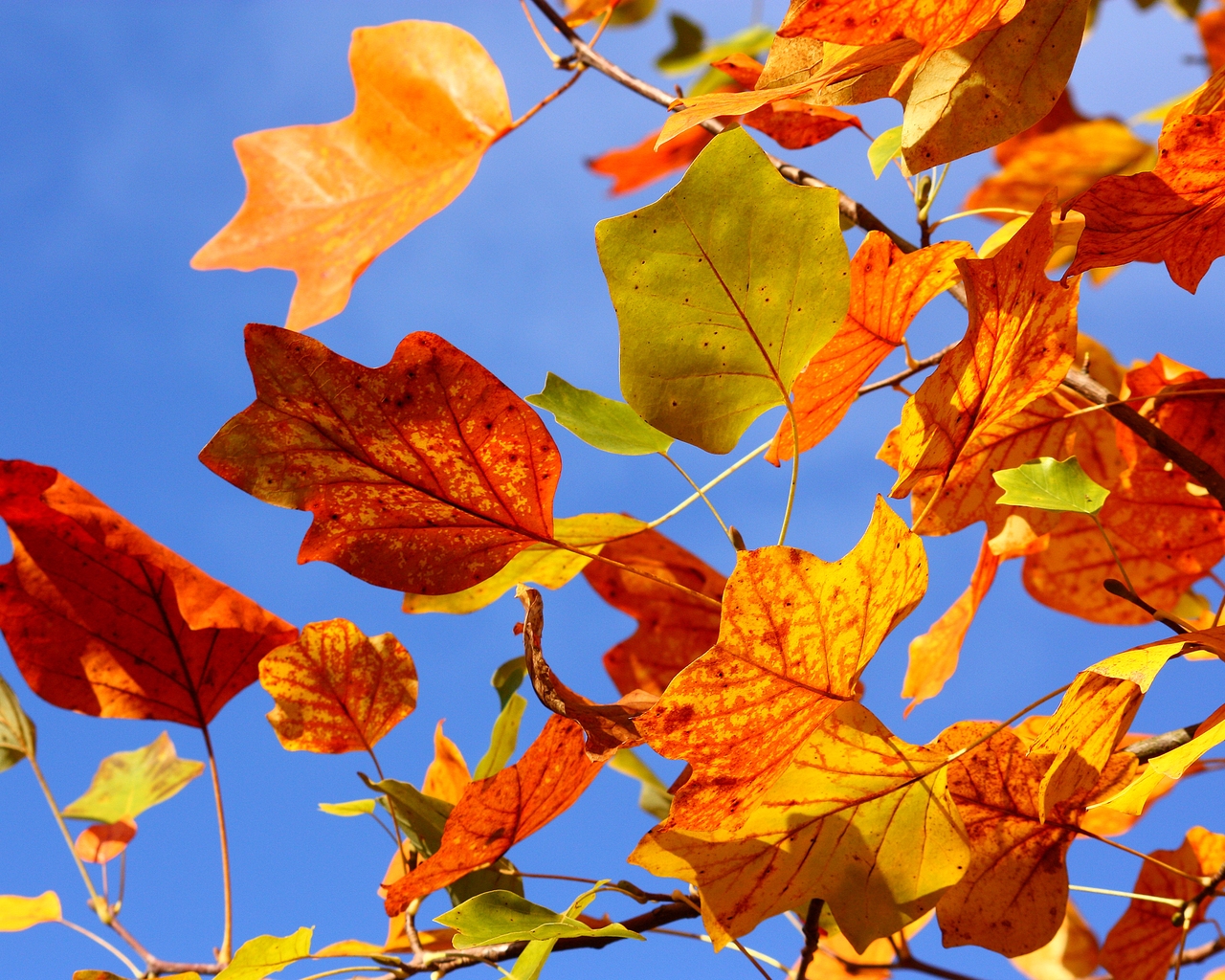Autumn Colorful Leaves for 1280 x 1024 resolution