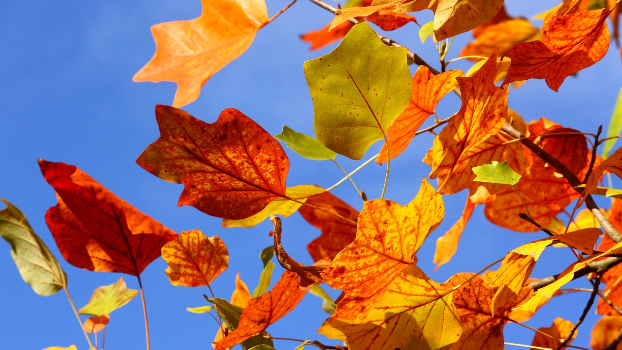 Autumn Colorful Leaves for 1280 x 720 HDTV 720p resolution
