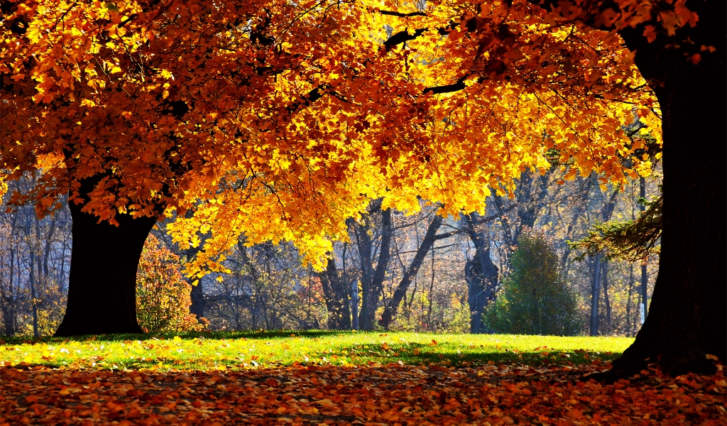 Autumn colors over trees for 1024 x 600 widescreen resolution