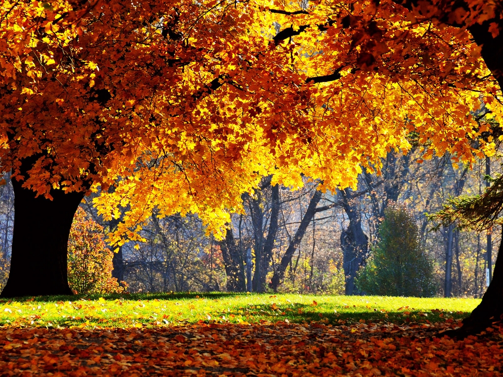 Autumn colors over trees for 1024 x 768 resolution