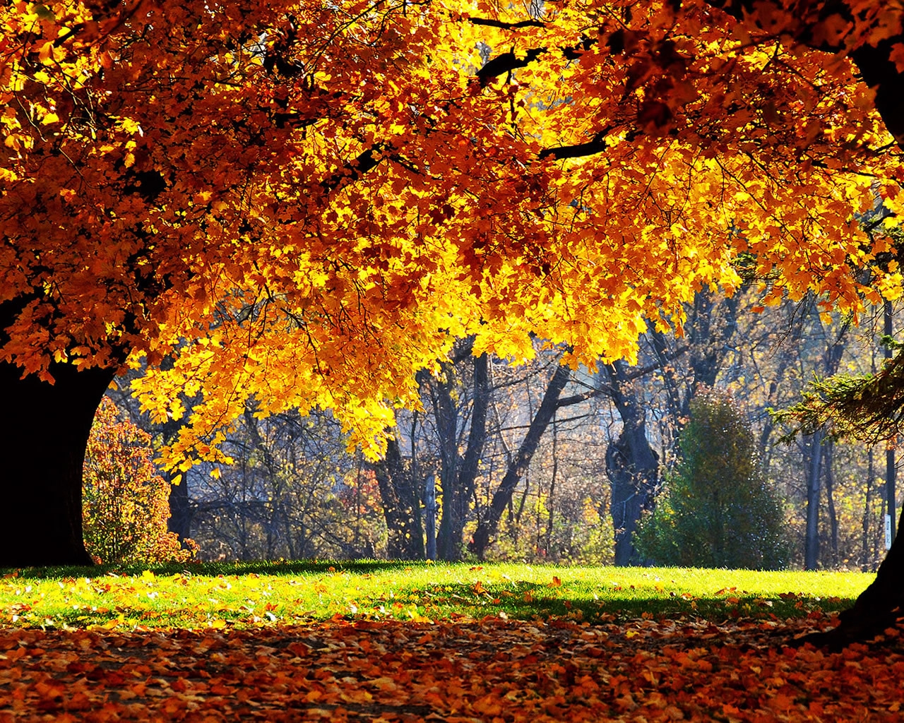 Autumn colors over trees for 1280 x 1024 resolution