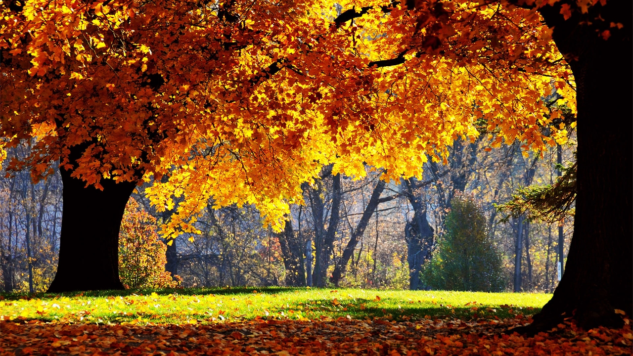 Autumn colors over trees for 1280 x 720 HDTV 720p resolution