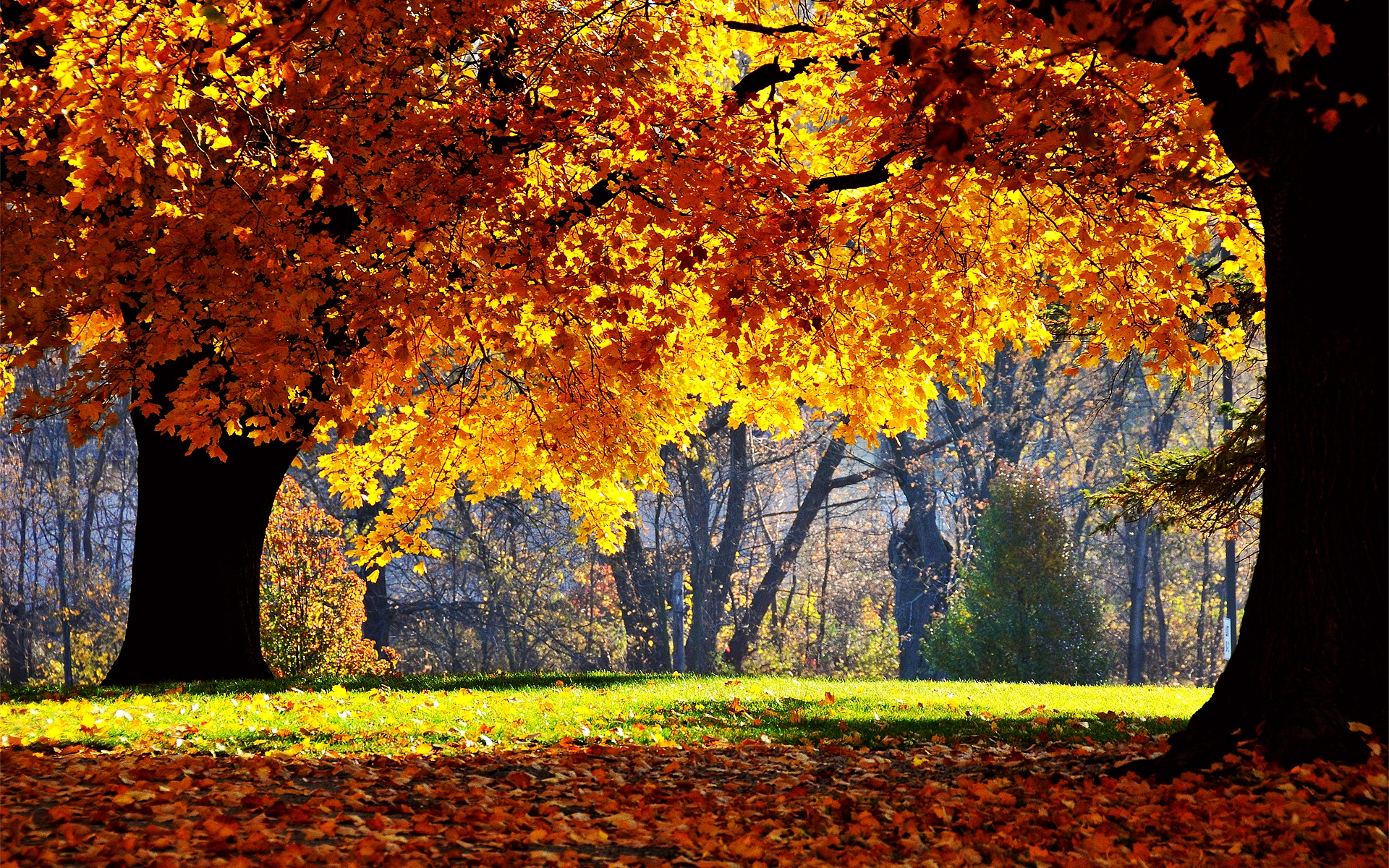 Autumn colors over trees for 1920 x 1200 widescreen resolution