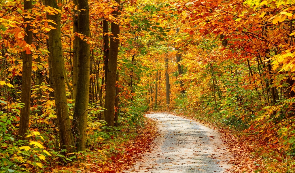 Autumn Forest Landscape Road for 1024 x 600 widescreen resolution