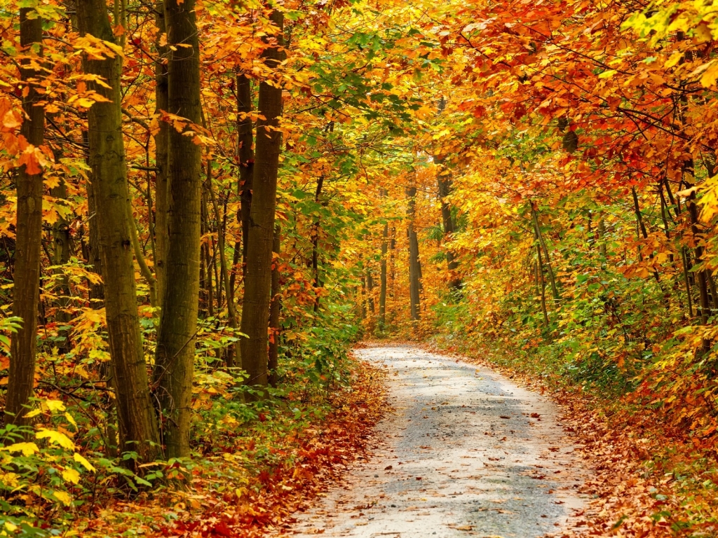 Autumn Forest Landscape Road for 1024 x 768 resolution