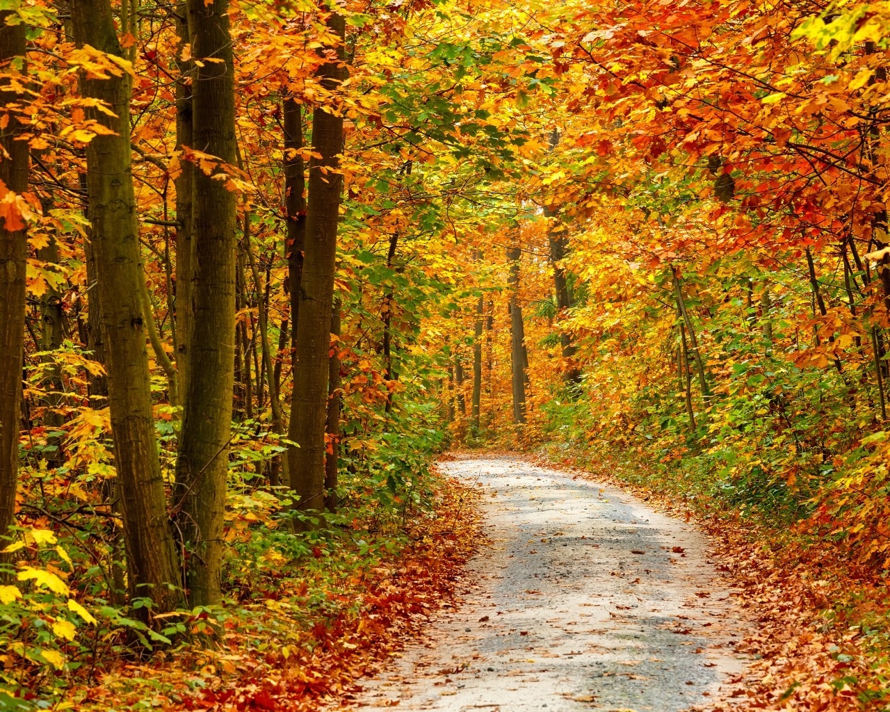Autumn Forest Landscape Road for 1280 x 1024 resolution