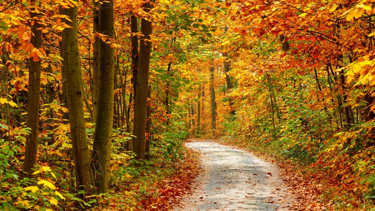 Autumn Forest Landscape Road for 1280 x 720 HDTV 720p resolution