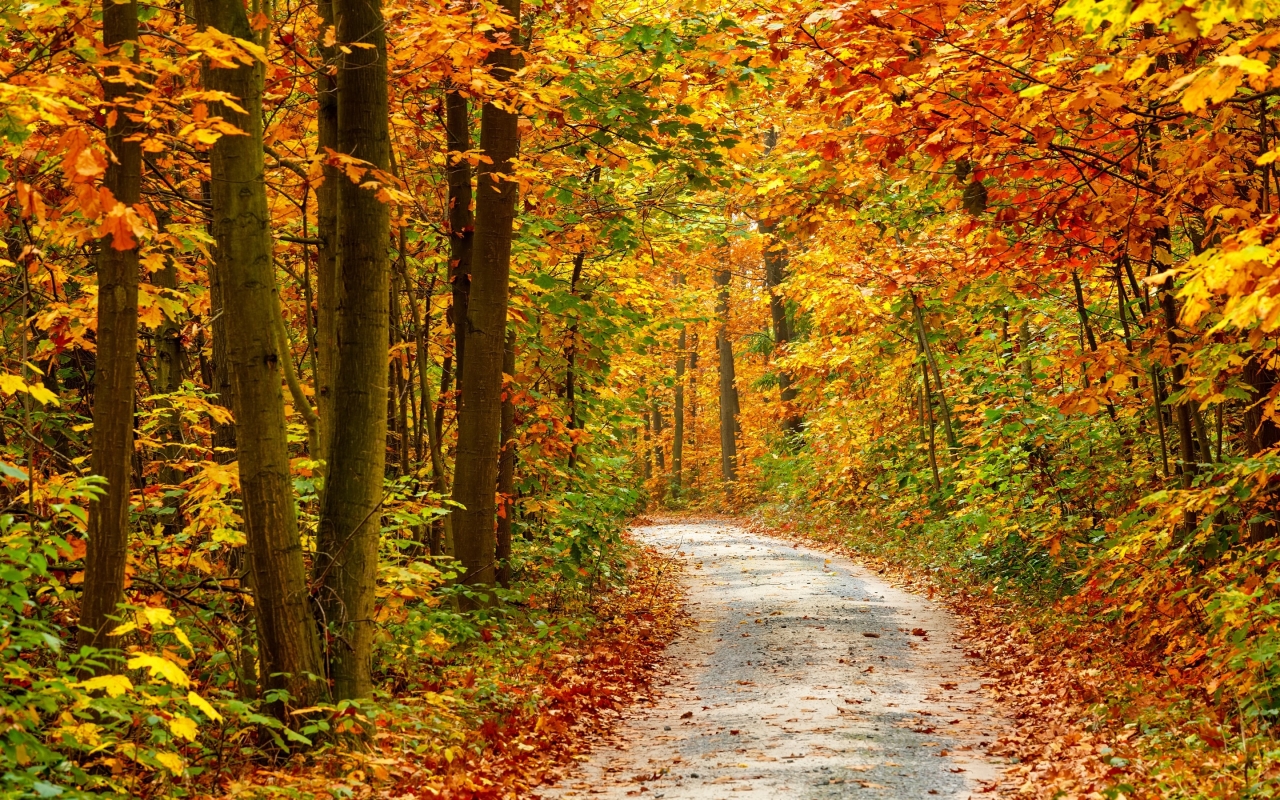 Autumn Forest Landscape Road for 1280 x 800 widescreen resolution