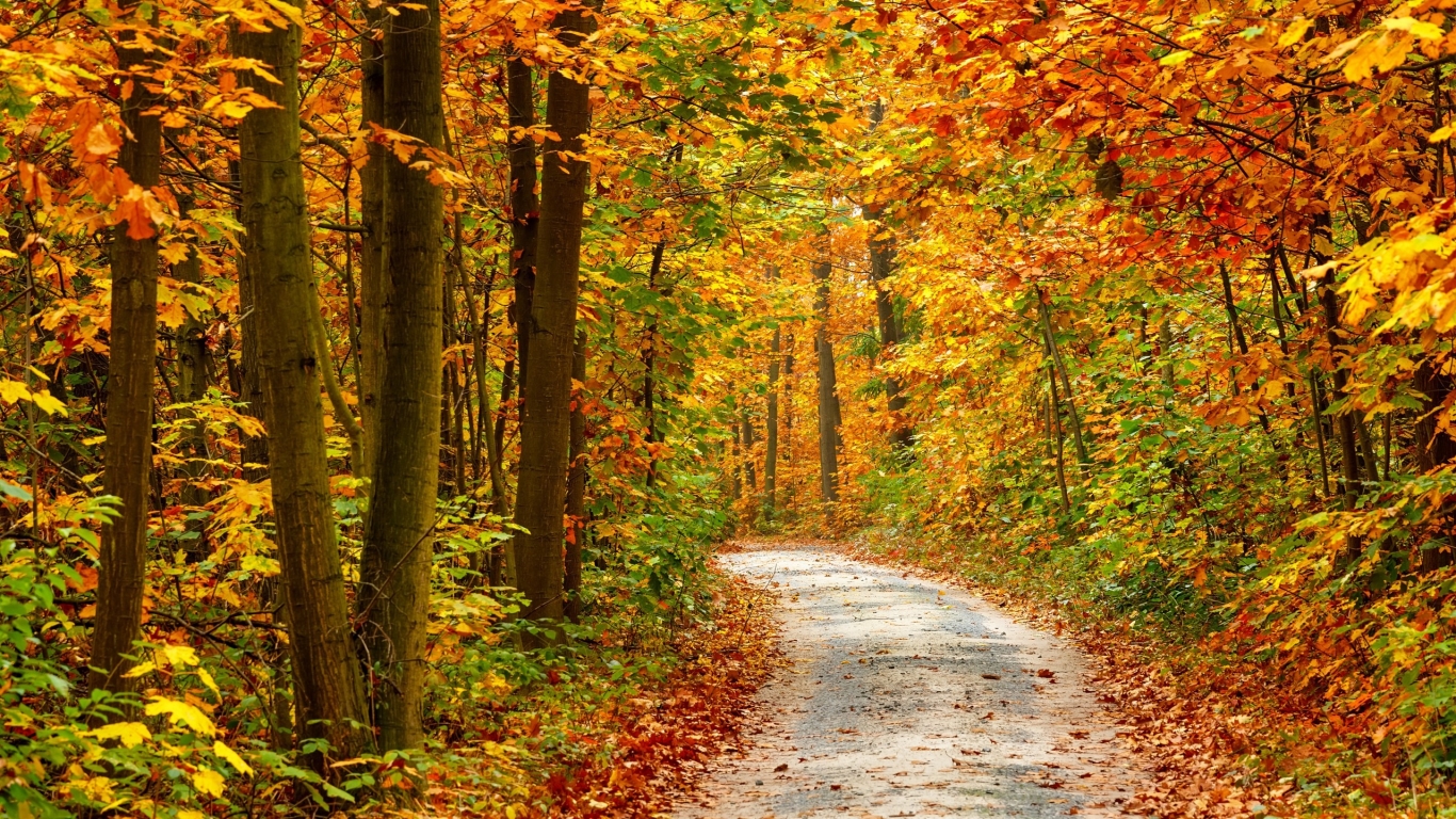 Autumn Forest Landscape Road for 1366 x 768 HDTV resolution