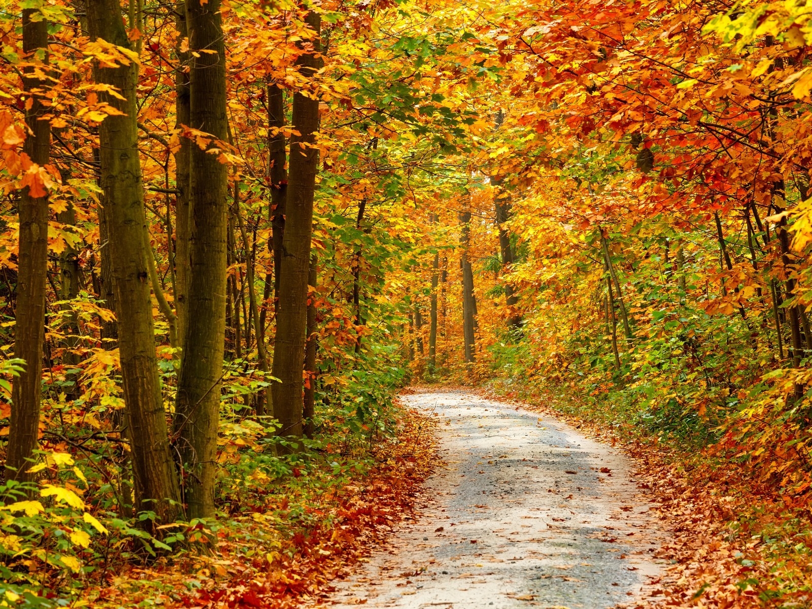Autumn Forest Landscape Road for 1600 x 1200 resolution