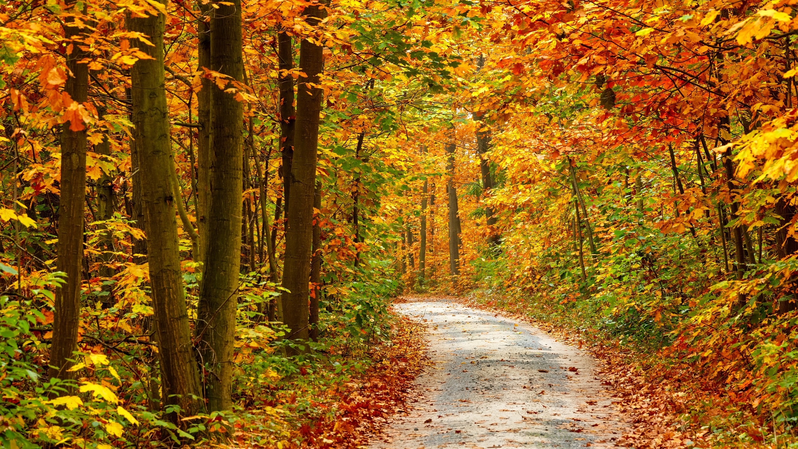 Autumn Forest Landscape Road for 2560x1440 HDTV resolution