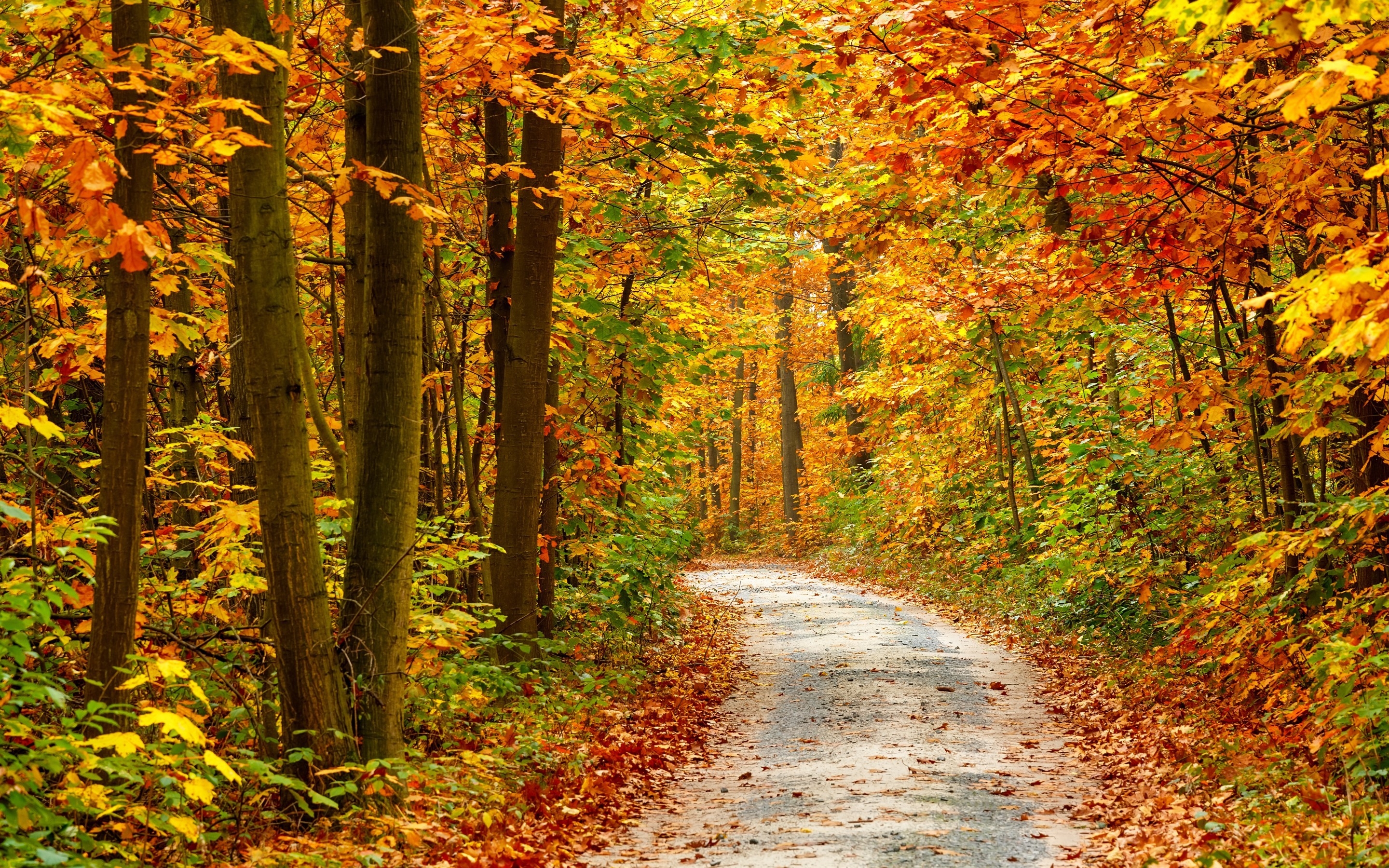 Autumn Forest Landscape Road for 2880 x 1800 Retina Display resolution