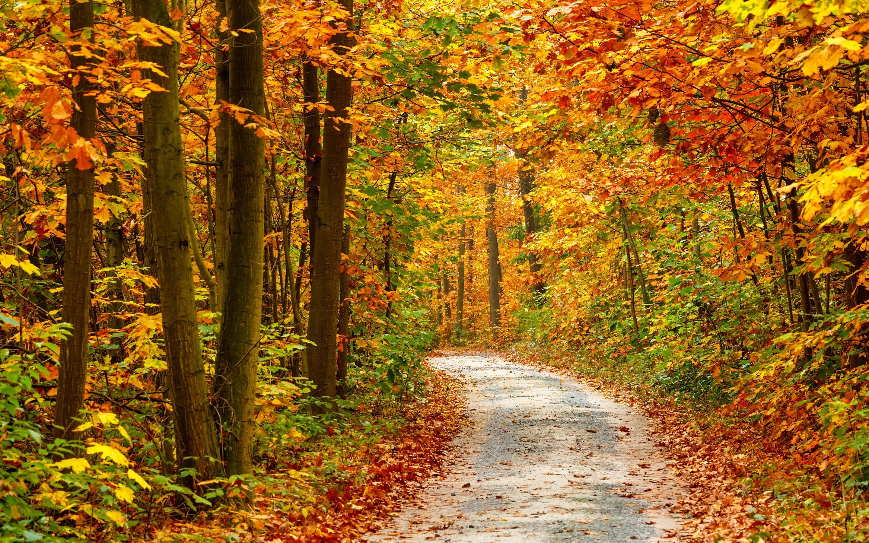 Autumn Forest Landscape Road 2880 x 1800 Retina Display Wallpaper