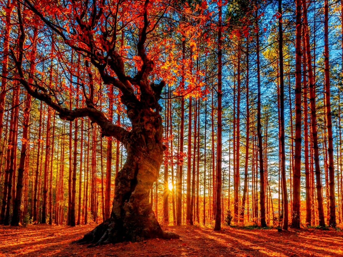 Autumn Forest Painting for 1152 x 864 resolution