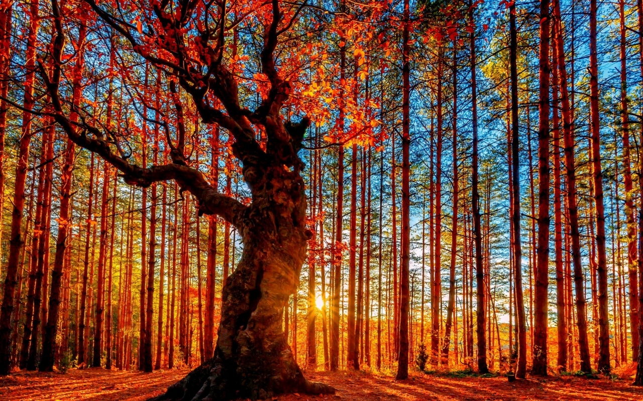 Autumn Forest Painting for 1280 x 800 widescreen resolution