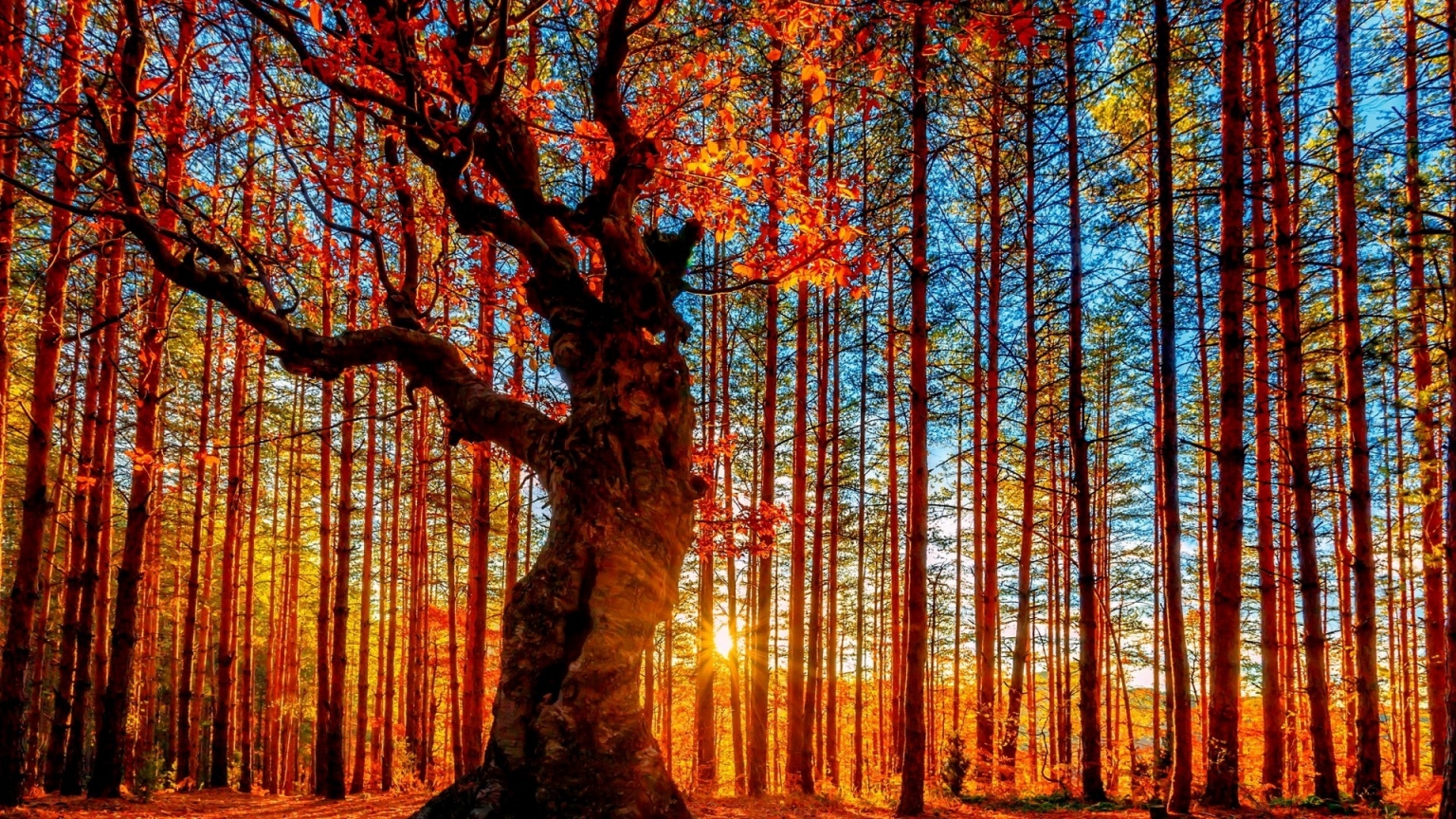 Autumn Forest Painting for 1536 x 864 HDTV resolution
