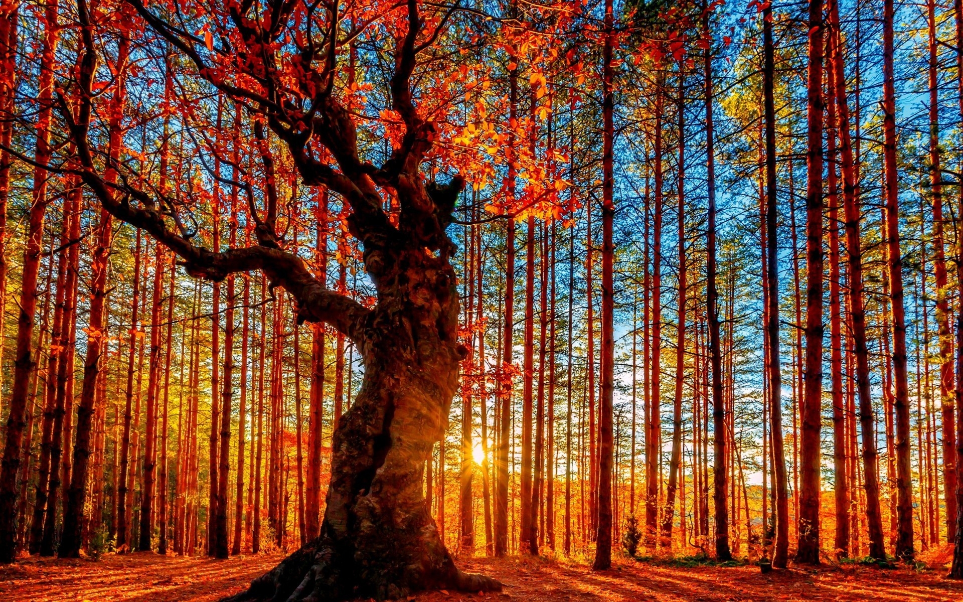 Autumn Forest Painting for 1920 x 1200 widescreen resolution