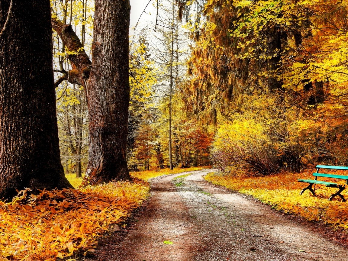 Autumn Forest Path for 1152 x 864 resolution