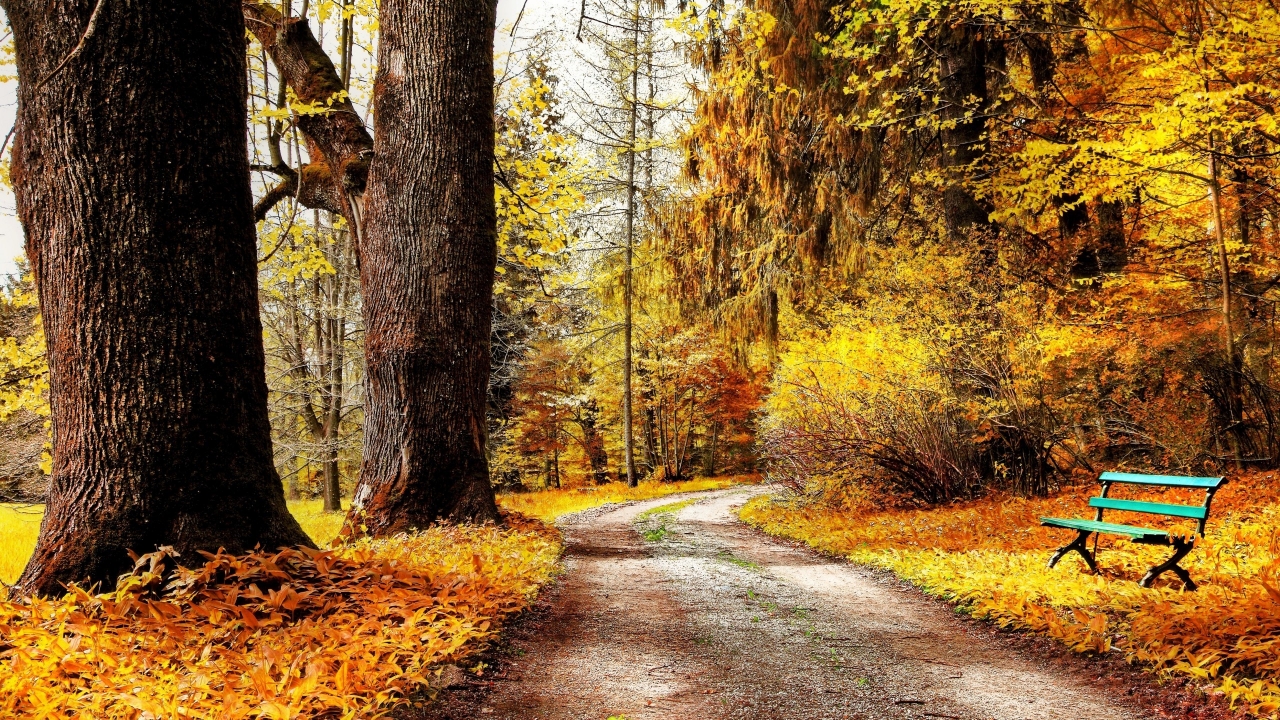 Autumn Forest Path for 1280 x 720 HDTV 720p resolution