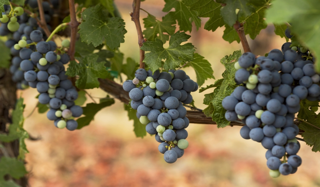 Autumn Grapes for 1024 x 600 widescreen resolution