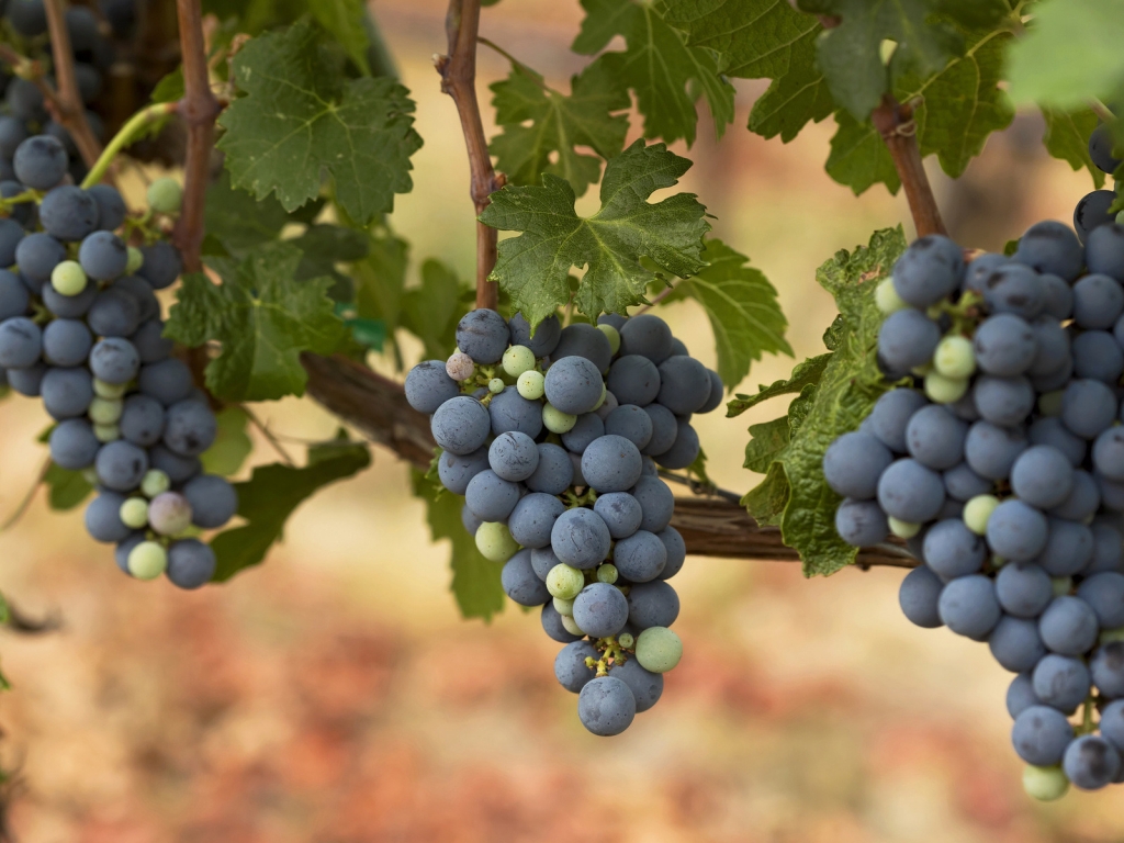 Autumn Grapes for 1024 x 768 resolution