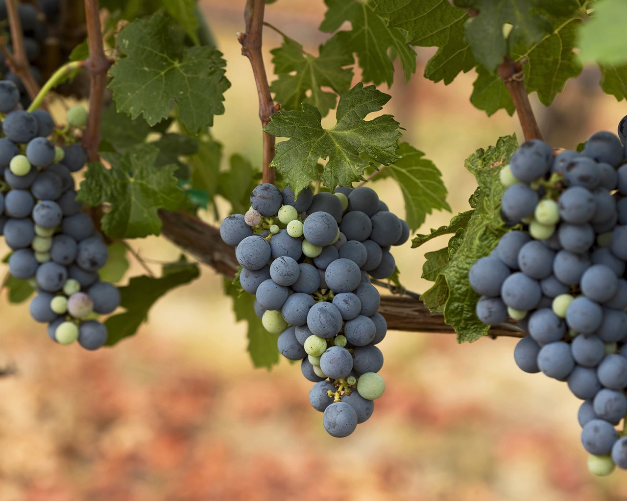 Autumn Grapes for 1280 x 1024 resolution