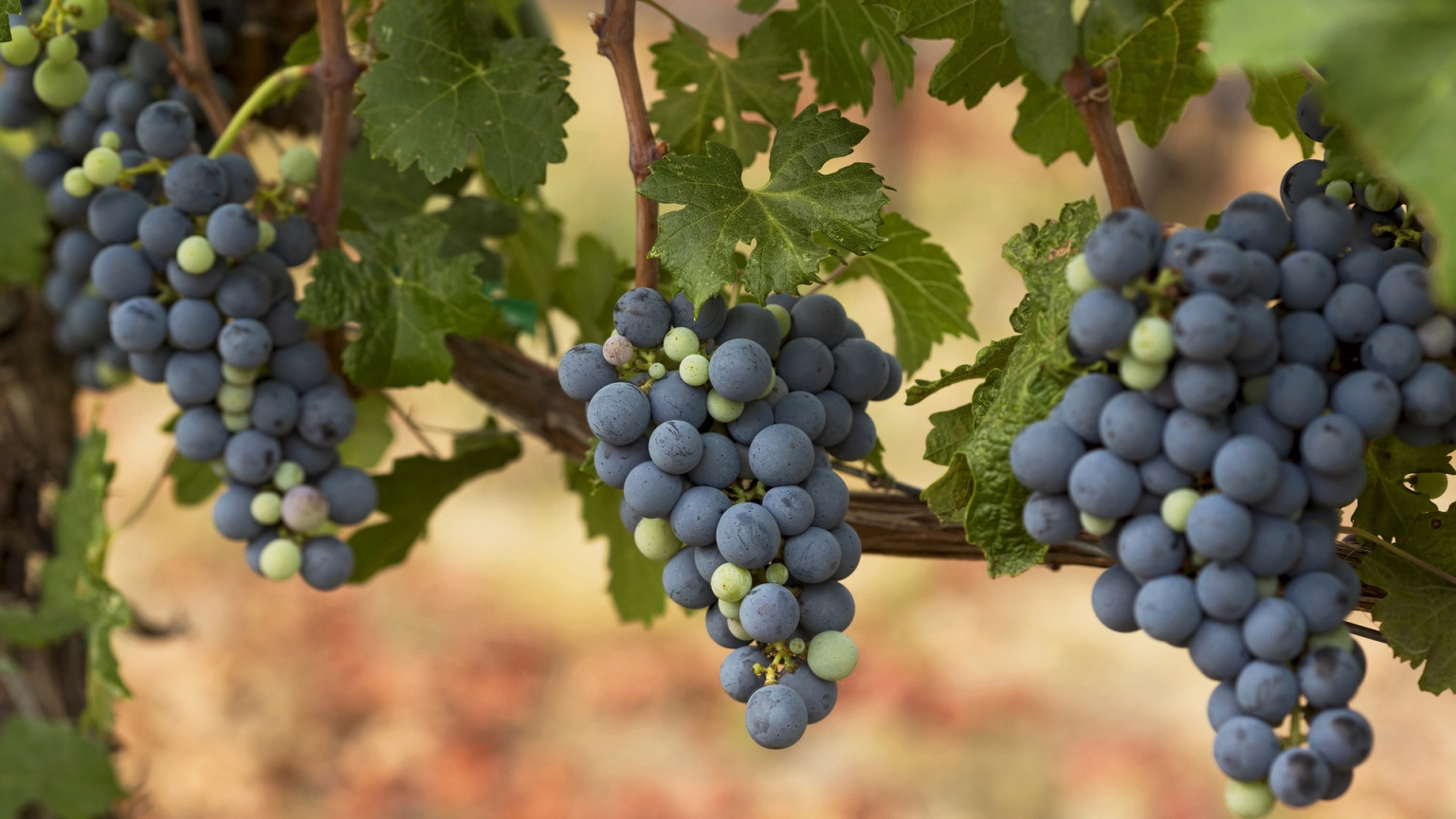 Autumn Grapes for 1536 x 864 HDTV resolution