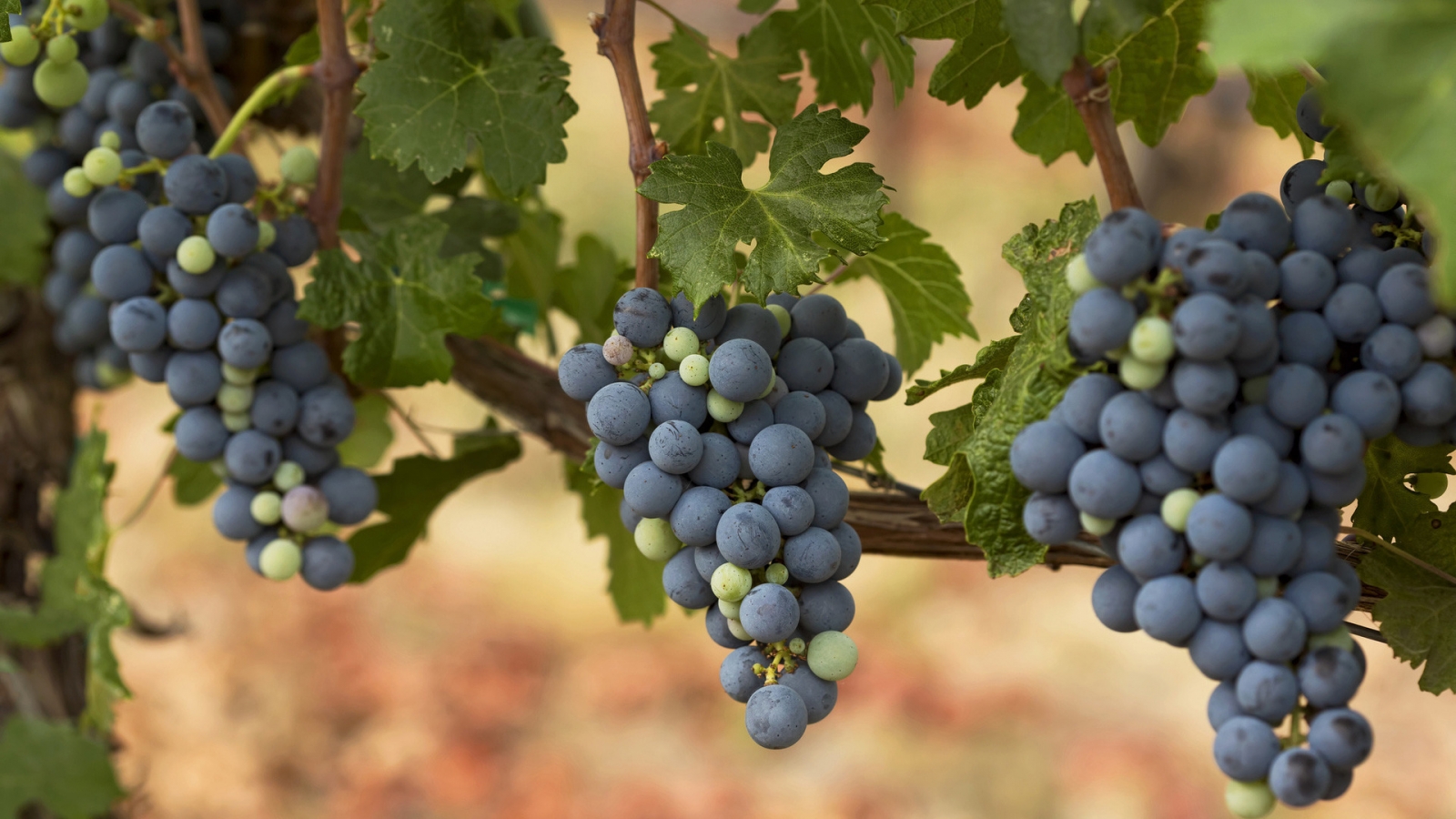 Autumn Grapes for 1600 x 900 HDTV resolution