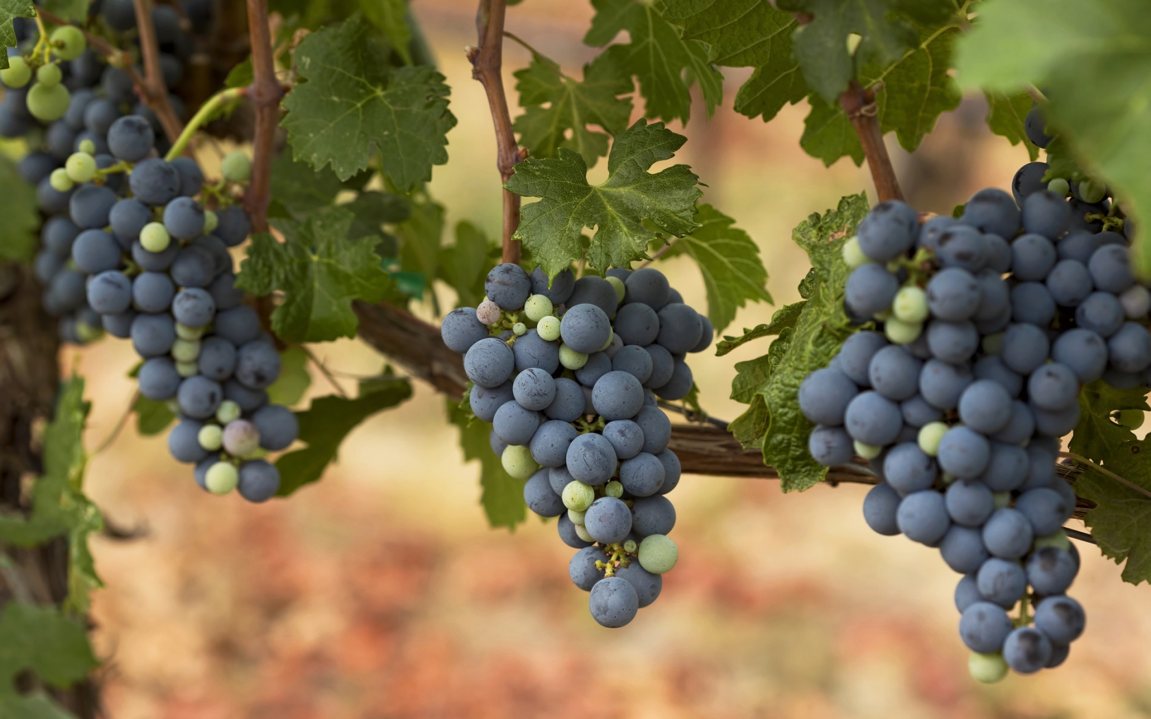 Autumn Grapes for 1680 x 1050 widescreen resolution