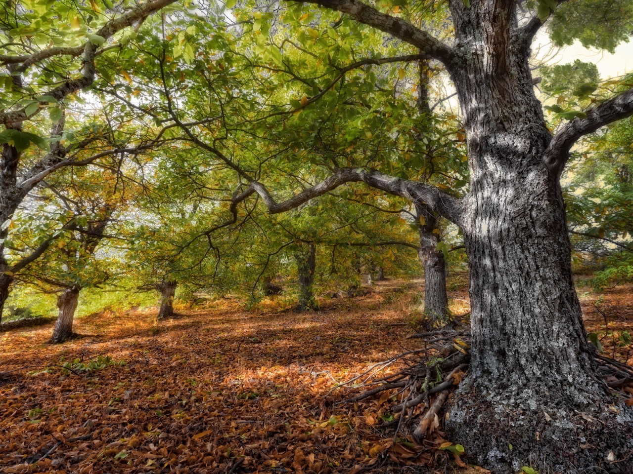 Autumn is Around for 1280 x 960 resolution
