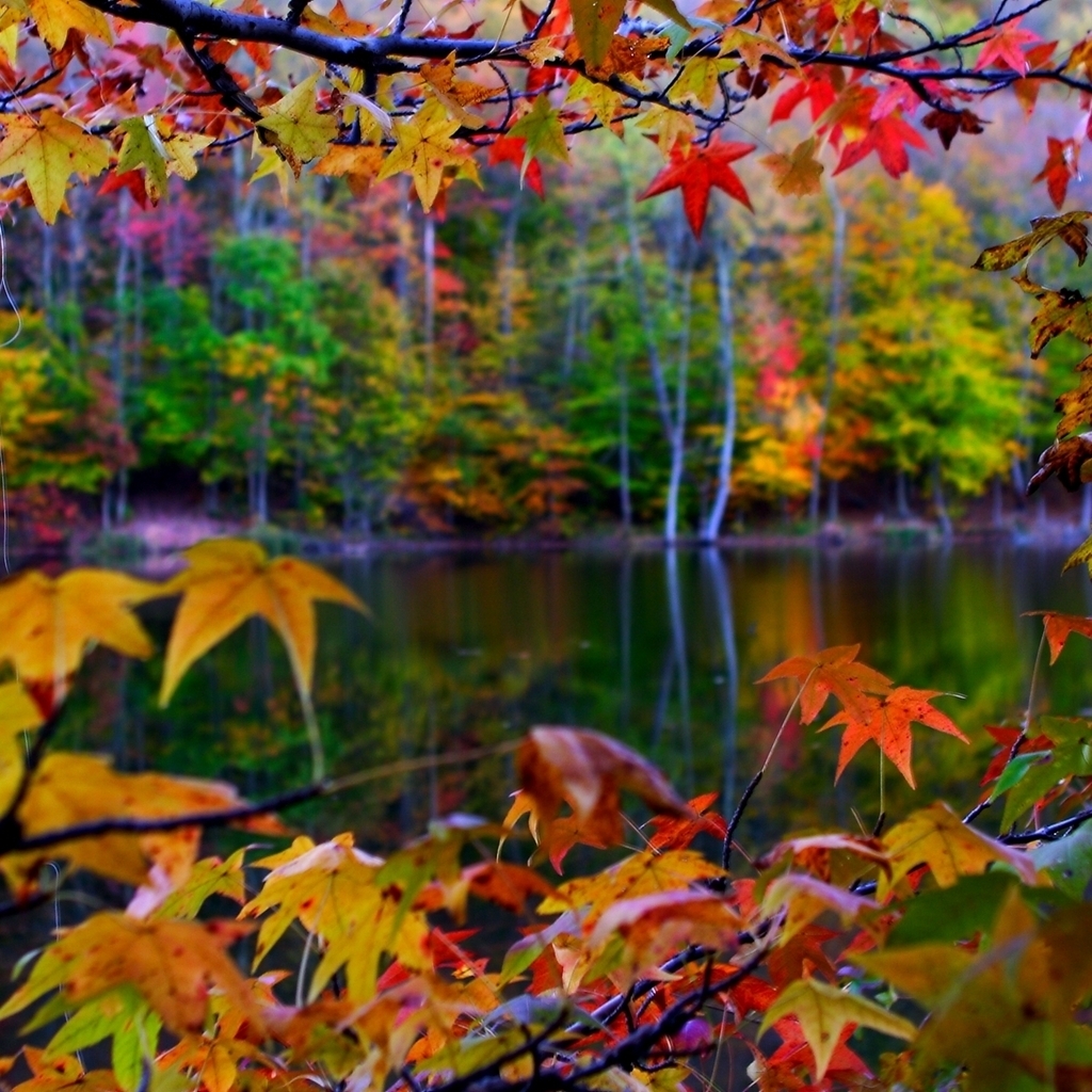 Autumn Leaves Frame for 1024 x 1024 iPad resolution