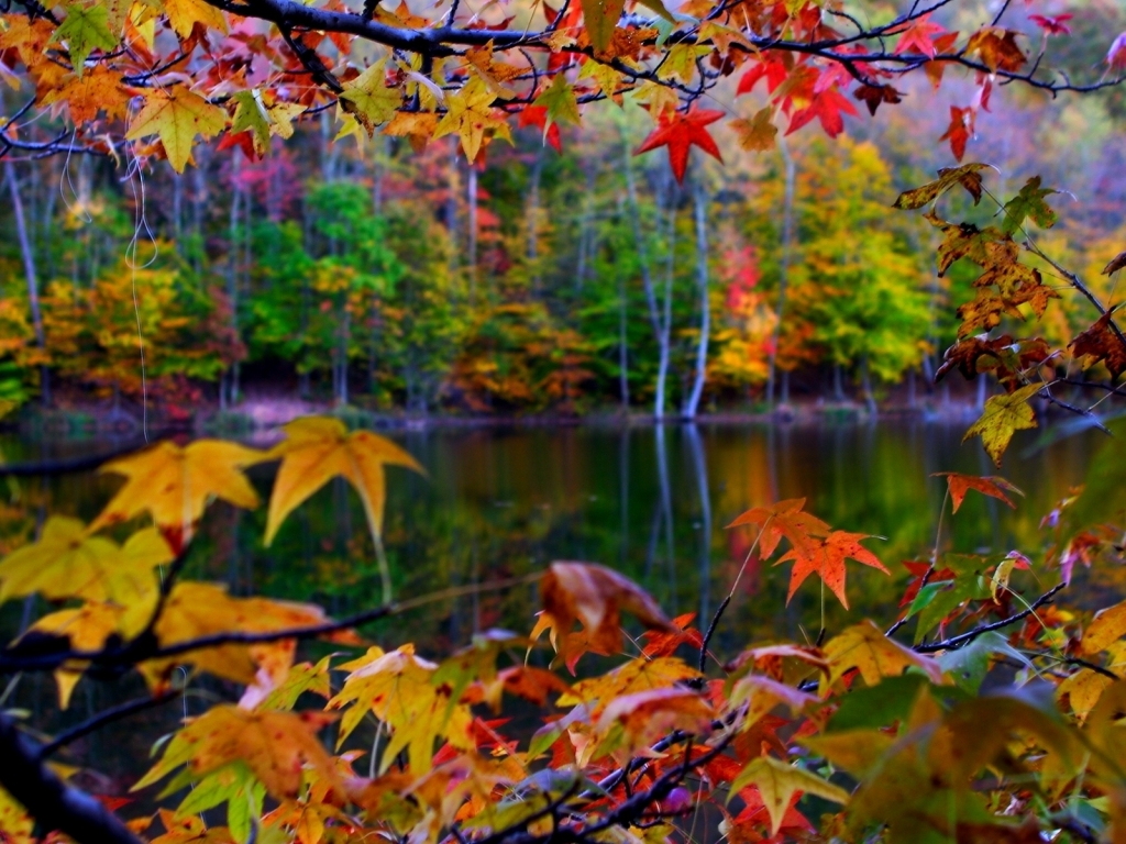 Autumn Leaves Frame for 1024 x 768 resolution