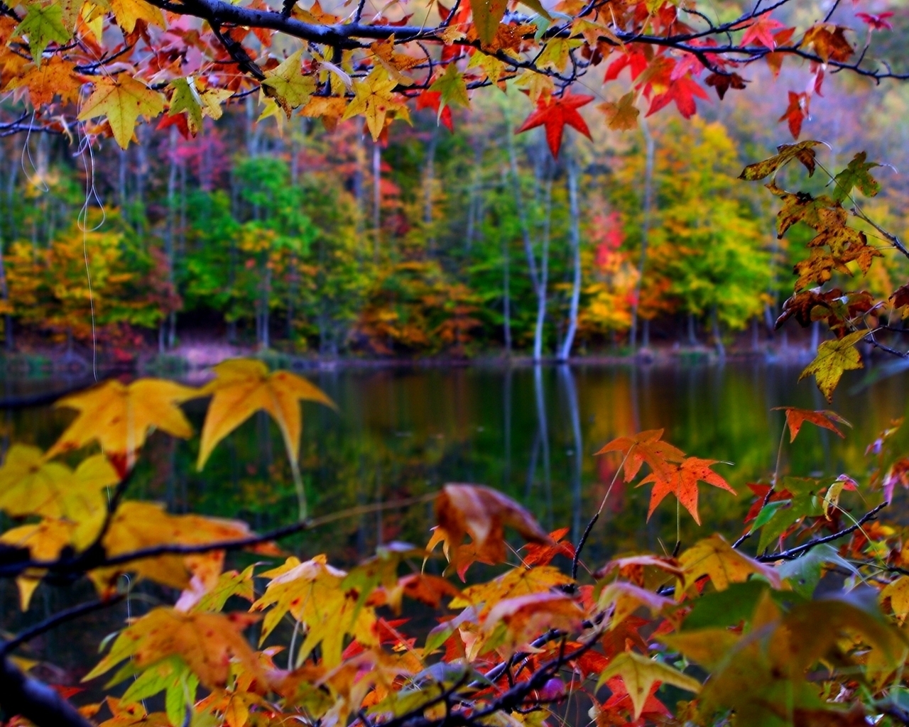 Autumn Leaves Frame for 1280 x 1024 resolution