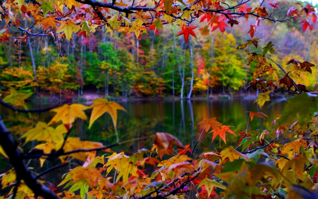 Autumn Leaves Frame for 1280 x 800 widescreen resolution