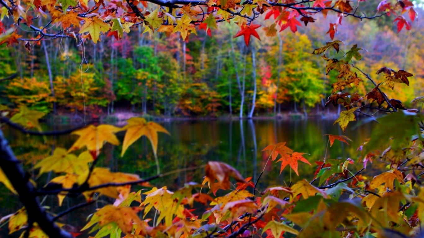 Autumn Leaves Frame for 1366 x 768 HDTV resolution