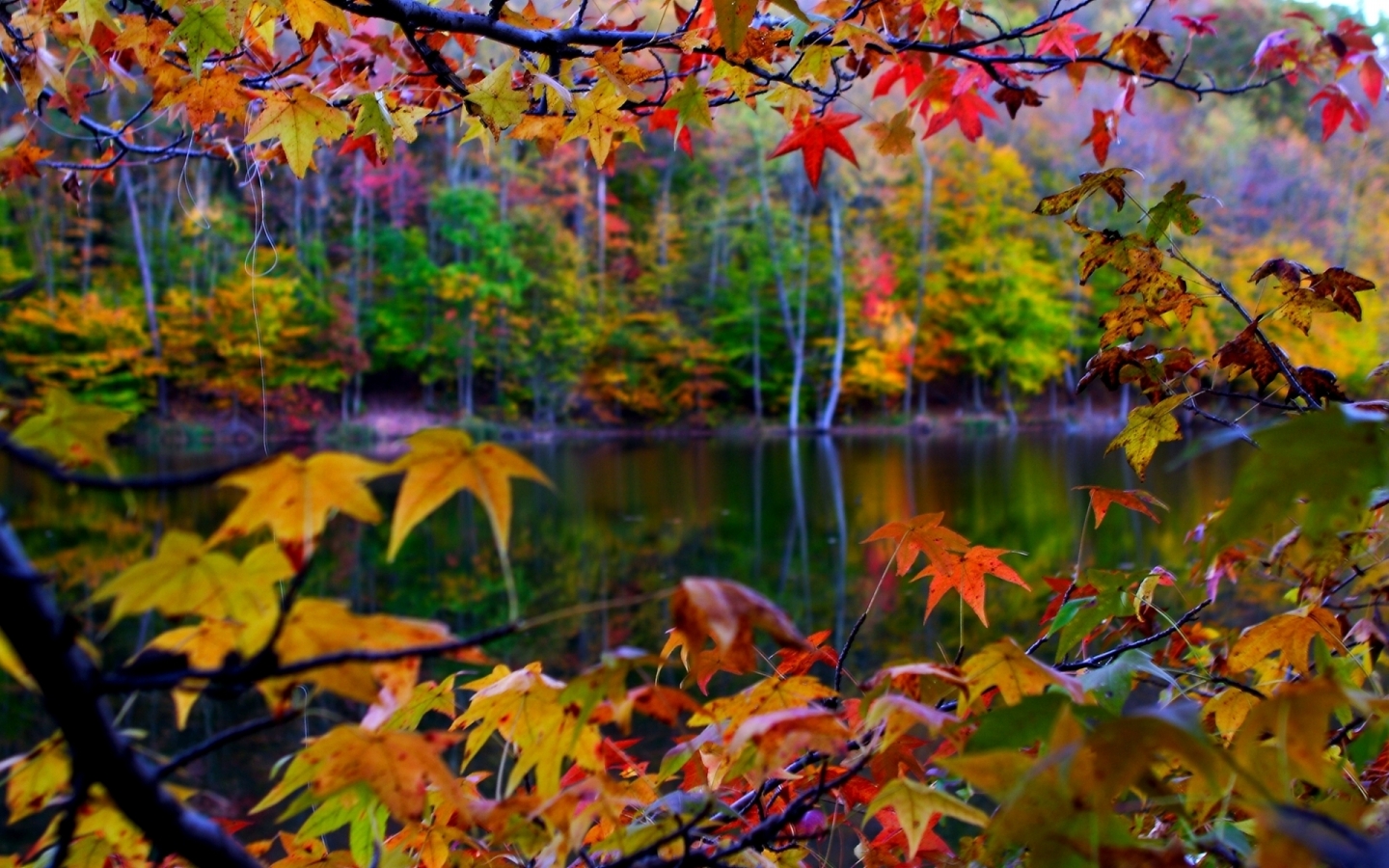 Autumn Leaves Frame for 1440 x 900 widescreen resolution
